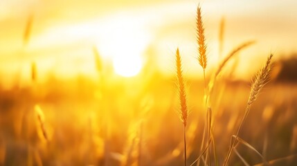 Fototapete - Golden hour sunlight illuminates tall grass stalks in a field, creating a warm and serene landscape at sunset.  The focus is on the delicate details of the seed heads. : Generative AI