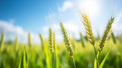 Aufkleber - Close-up view of wheat stalks in a sunlit field, showcasing the delicate details of the grains and the vibrant green leaves against a clear blue sky. : Generative AI