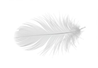 Poster - Single white feather isolated against a bright white background in a minimalist style