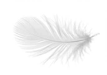 Poster - Delicate white feather with soft barbs isolated against a clean, bright white background
