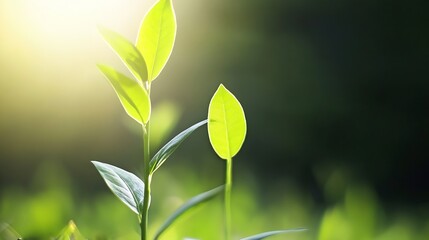Aufkleber - Two vibrant green sprouts illuminated by sunlight, showcasing delicate leaves and slender stems against a blurred natural backdrop.  A symbol of growth and new beginnings. : Generative AI