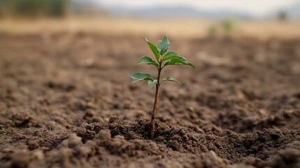 Poster - A small, green seedling emerges from dark brown soil, showcasing new growth and the promise of life against a blurred natural background. : Generative AI