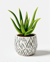Fototapete - A vibrant green succulent plant thrives in a stylish, off-white ceramic pot adorned with a bold black geometric pattern, creating a modern and minimalist aesthetic.