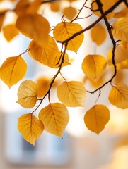 Poster - Close-up of golden autumn leaves on a branch, backlit by sunlight, creating a soft, dreamy effect.  The leaves show intricate venation and subtle color variations. : Generative AI