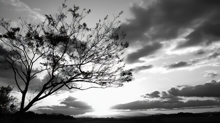 Aufkleber - Silhouette of a leafless tree against a dramatic grayscale sunset sky, showcasing a tranquil landscape with distant hills and fluffy clouds. : Generative AI