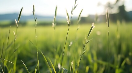 Aufkleber - Close-up view of tall grass blades in a sunlit field, showcasing delicate seed heads and vibrant green hues against a softly blurred background. : Generative AI