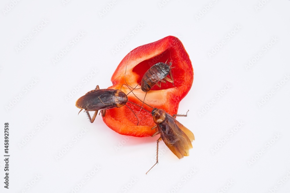 Roach In Food Cockroach infestation contaminating kitchen surfaces, highlighting ...