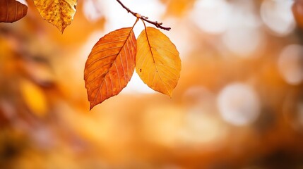 Poster - Two autumn leaves hang delicately from a branch, their vibrant orange hues contrasting against a softly blurred background of golden foliage. : Generative AI