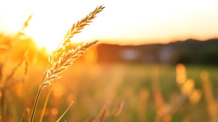 Fototapete - Golden hour sunlight illuminates tall grass blades, creating a warm and peaceful sunset scene in a field.  The bokeh effect blurs the background, emphasizing the delicate details of th : Generative AI