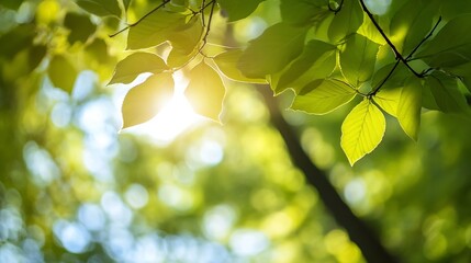 Fototapete - Sunlight illuminating vibrant green leaves on a tree branch, creating a bokeh effect in the background.  Nature, springtime, and freshness are evoked. : Generative AI