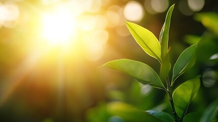 Poster - Close-up of vibrant green leaves illuminated by warm sunlight, creating a serene and peaceful natural scene. : Generative AI