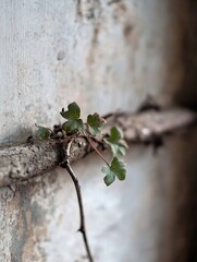 Poster - A delicate ivy vine with vibrant green leaves clings to weathered, gray wood, showcasing resilience and the beauty of nature's tenacity against a blurred, aged wall background. : Generative AI