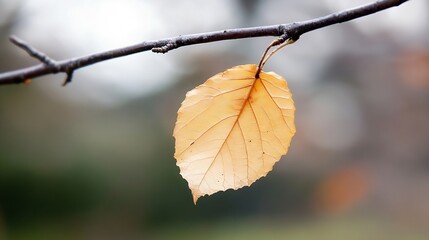Aufkleber - Single, dried, pale-yellow leaf hangs delicately from a slender, dark brown branch against a blurred, autumnal background. : Generative AI