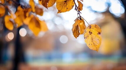 Aufkleber - Close-up of autumn leaves hanging from a branch, showcasing their golden hues and intricate venation against a softly blurred park background. : Generative AI