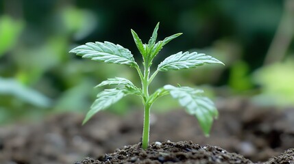 Poster - A vibrant green cannabis seedling emerges from rich soil, showcasing its delicate leaves and healthy stem, a symbol of growth and new life. : Generative AI
