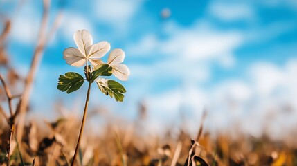 Poster - Delicate white flower with green leaves against a bright blue sky, showcasing a tranquil springtime scene in a field of golden-brown grasses. : Generative AI