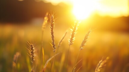 Poster - Golden wheat stalks bathed in the warm glow of a setting sun, creating a serene and peaceful summer landscape. : Generative AI
