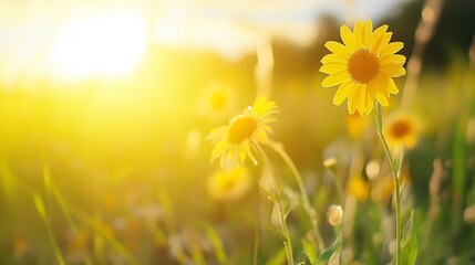 Leinwandbilder - Golden hour sunlight illuminates vibrant yellow wildflowers in a sun-drenched meadow, creating a serene and peaceful summer scene. : Generative AI