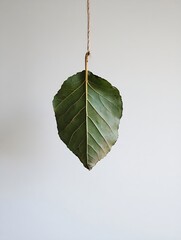 Poster - Single green leaf hanging from a beige rope against a light grey background. Minimalist botanical image with a simple, elegant aesthetic. : Generative AI