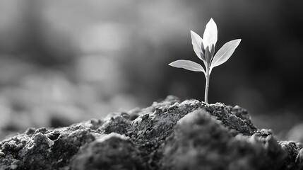Poster - A single sprout emerges from dark soil, its delicate leaves reaching towards a blurred, light background, symbolizing growth and resilience. : Generative AI