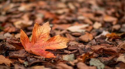 Poster - Single orange maple leaf resting on a bed of fallen autumn leaves, showcasing the rich, warm tones of the season.  The shallow depth of field emphasizes the leaf's intricate details. : Generative AI
