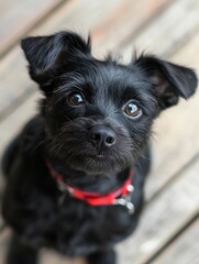 Poster - Adorable black puppy with red collar looks directly at camera, sitting on weathered wooden planks.  Close-up portrait of a small, fluffy dog. : Generative AI