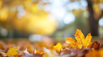 Poster - Close-up of a vibrant yellow maple leaf resting on a bed of fallen autumn leaves, bathed in soft sunlight, with a blurred bokeh background of trees. : Generative AI