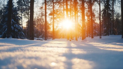 Poster - Golden sunset illuminating a snowy winter forest, sunlight filtering through pine tree trunks, creating a magical, serene atmosphere. : Generative AI