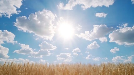 Poster - Golden wheat field under a bright summer sky, fluffy white clouds scattered across a vibrant blue expanse.  The sun shines brightly, casting a warm glow over the landscape. : Generative AI