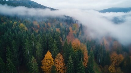 Poster - Aerial view of a misty autumn forest, showcasing vibrant orange and yellow foliage contrasting with evergreen conifers on a mountainside. : Generative AI