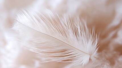 Fototapete - Close-up of a single, delicate white feather resting on a soft, peach-colored background, creating a serene and peaceful atmosphere. : Generative AI