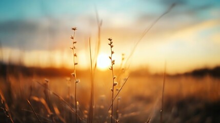 Aufkleber - Silhouetted wildflowers and tall grasses bathed in the warm golden light of a breathtaking sunset, creating a serene and peaceful landscape. : Generative AI