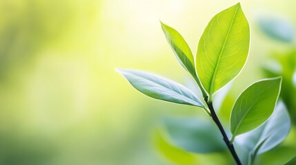 Poster - Close-up of vibrant green leaves on a branch, bathed in soft sunlight, creating a serene and peaceful nature scene. : Generative AI