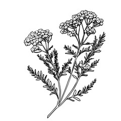 Poster - Detailed flat black icon of yarrow plant showcasing its distinctive flowers and leaves in a clear, minimalist style