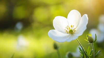 Poster - A single, delicate white anemone flower blossoms in a sunlit meadow, its petals illuminated, showcasing intricate details against a soft, green bokeh background. : Generative AI