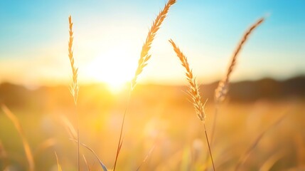 Aufkleber - Golden hour sunset illuminates tall grass blades, bathed in warm sunlight, creating a serene and peaceful landscape scene. : Generative AI