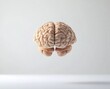 © photopixelstudio - Human brain, anatomical model, light beige, isolated on white background.  Detailed cerebral cortex visible