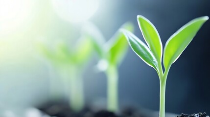 Poster - Close-up of three vibrant green seedlings emerging from dark soil, bathed in soft sunlight, representing growth, nature, and new beginnings. : Generative AI