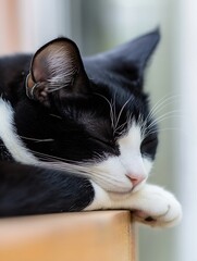 Poster - Close-up of a tuxedo cat peacefully sleeping, its black and white fur contrasting beautifully, resting its head on a light brown surface. : Generative AI