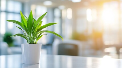 Aufkleber - A vibrant green plant in a white pot sits on a sleek, modern office desk, bathed in soft sunlight streaming through large windows. : Generative AI