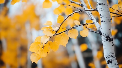 Aufkleber - Close-up of aspen tree branch with vibrant yellow autumn leaves, showcasing the delicate details of nature's seasonal change. : Generative AI