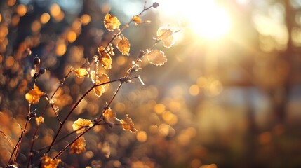 Poster - Golden autumn leaves on branches backlit by warm sunlight, creating a bokeh effect in the background.  Nature photography with a dreamy, soft focus. : Generative AI