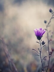 Aufkleber - Single purple flower blossoms on a slender stem, delicate petals, soft focus background, muted tones, tranquil nature scene. : Generative AI
