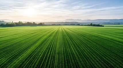 Poster - Aerial view of a vast, vibrant green field stretching to a hazy mountain range under a serene sunrise sky. : Generative AI