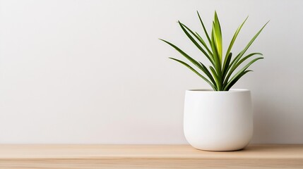 Leinwandbilder - A single, vibrant green plant in a minimalist white pot sits on a light wood surface against a white wall, creating a serene and modern scene. : Generative AI