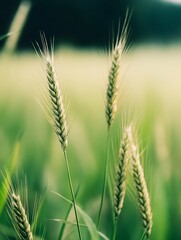 Poster - Close-up view of several wheat stalks, gently swaying in a summer field, bathed in soft, green light.  The focus is sharp on the foreground stalks, creating a tranquil, natural scene. : Generative AI