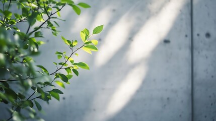 Poster - Sunlight illuminates vibrant green leaves of a branch against a muted grey concrete wall, creating a serene and natural contrast. : Generative AI