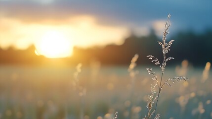 Poster - Serene sunset landscape featuring a single grass stalk adorned with dew drops, silhouetted against a warm, golden horizon. : Generative AI