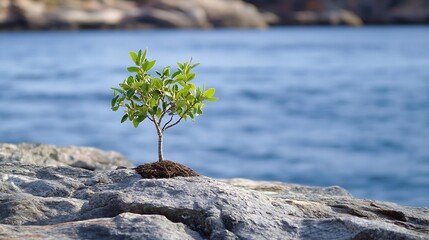 Poster - A small, resilient sapling bravely grows from a rocky outcrop, overlooking a tranquil blue ocean.  The scene evokes themes of perseverance and the beauty of nature's tenacity. : Generative AI