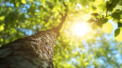Poster - Sunlight filters through lush green leaves, illuminating a tree trunk from a low angle perspective, creating a vibrant summer scene. : Generative AI